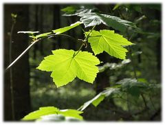 Frühling im Wald