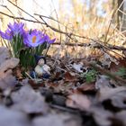 Frühling im Wald