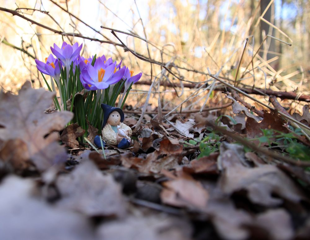 Frühling im Wald