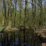 Frühling im Wald