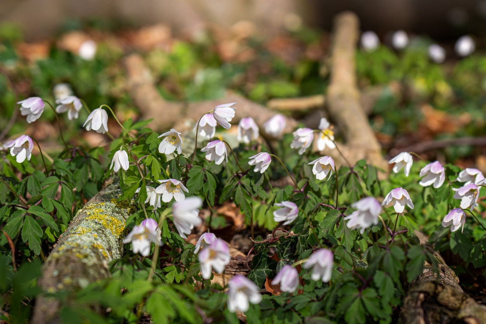 Frühling im Wald