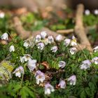 Frühling im Wald