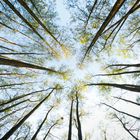 Frühling im Wald