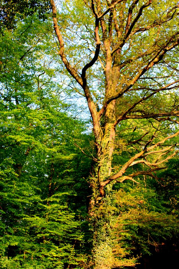 Frühling im Wald