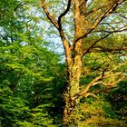 Frühling im Wald