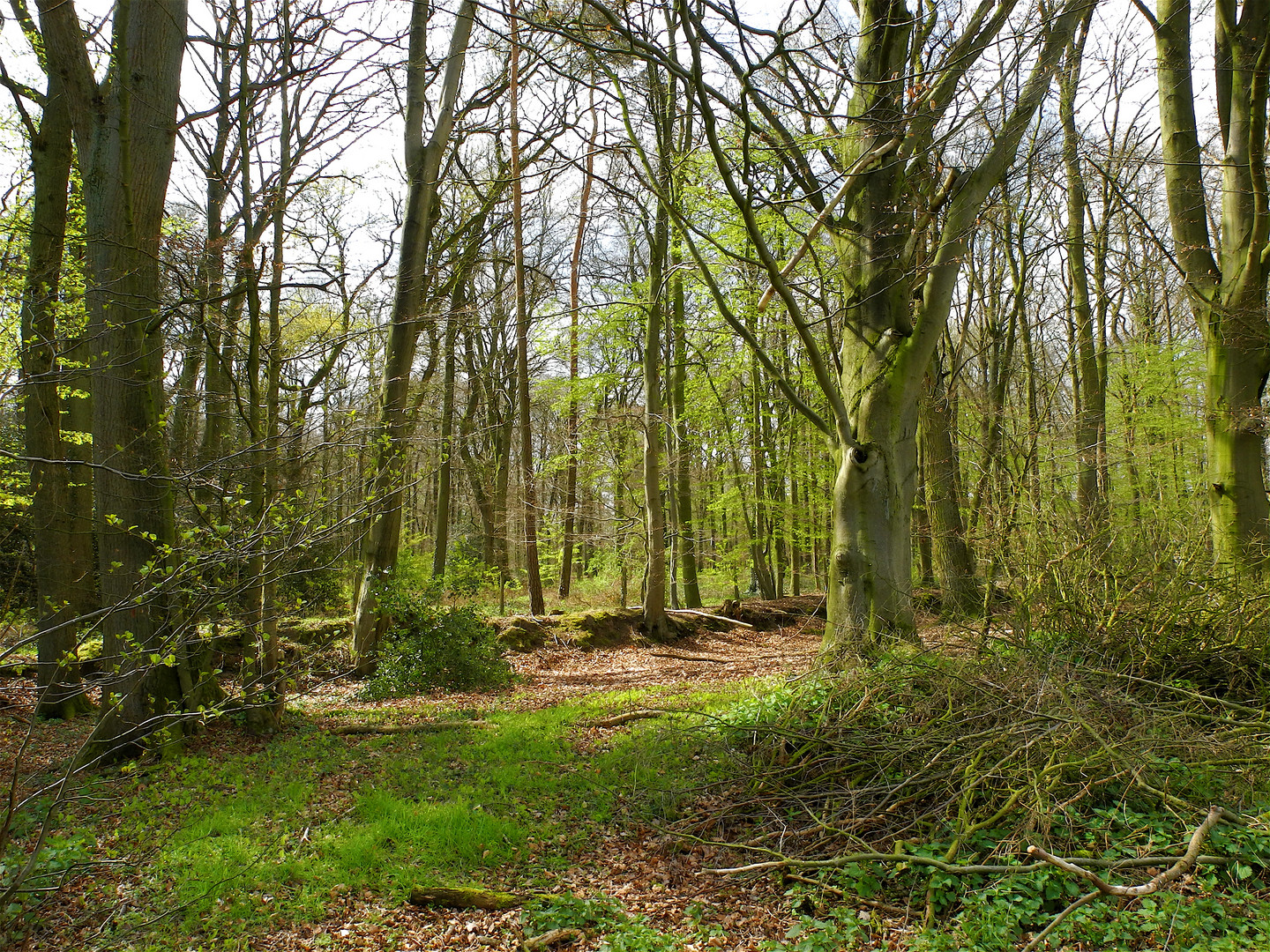 Frühling im Wald