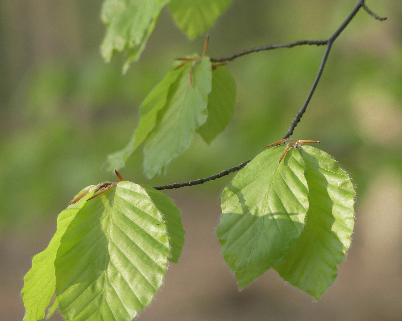 Frühling im Wald