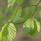 Frühling im Wald