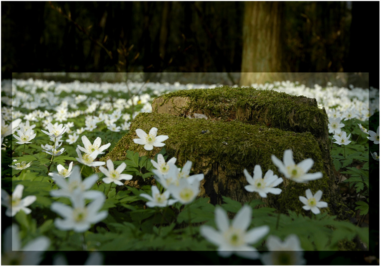 Frühling im Wald