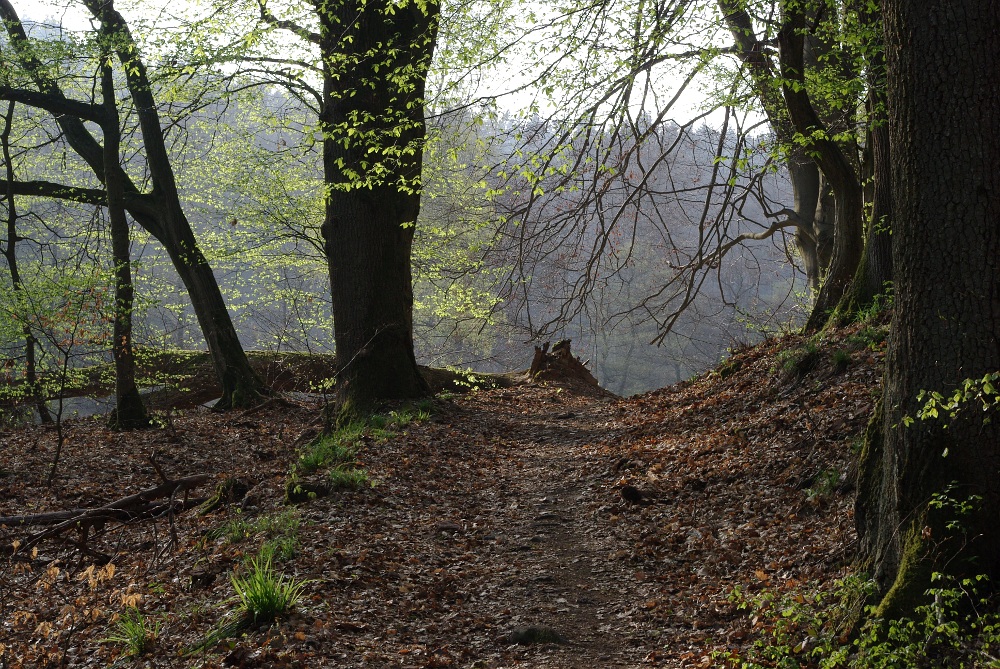 Frühling im Wald