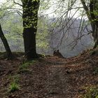 Frühling im Wald