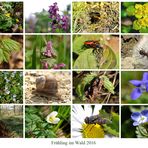 Frühling im Wald