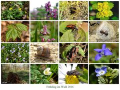 Frühling im Wald