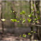 Frühling im Wald