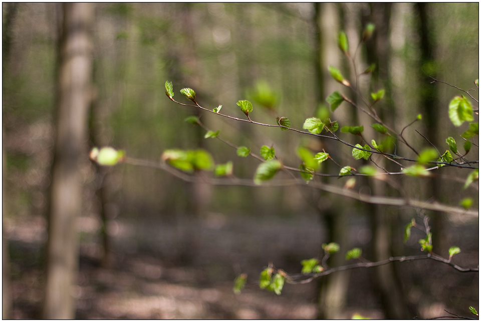 Frühling im Wald