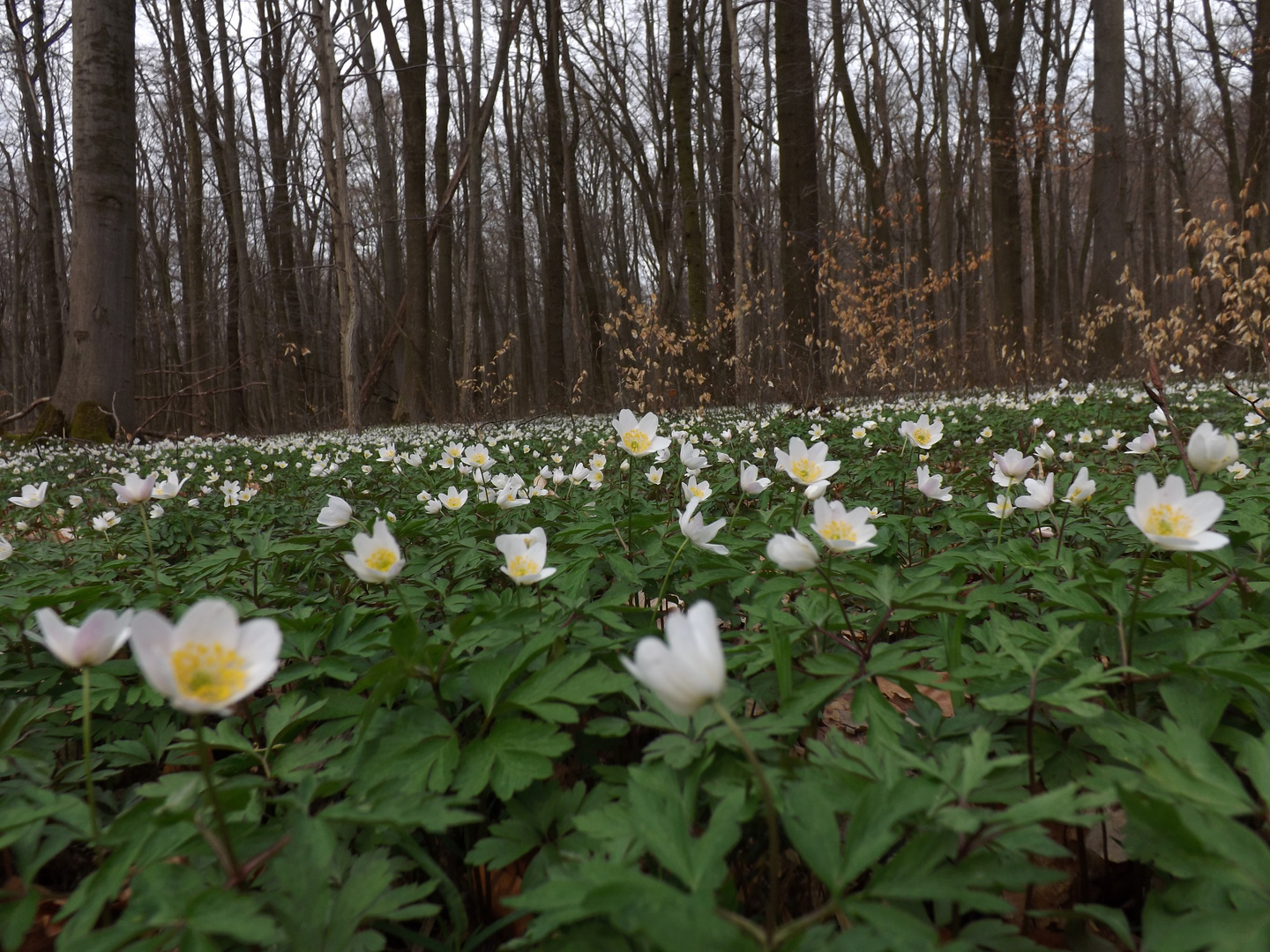 Frühling im Wald