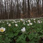 Frühling im Wald