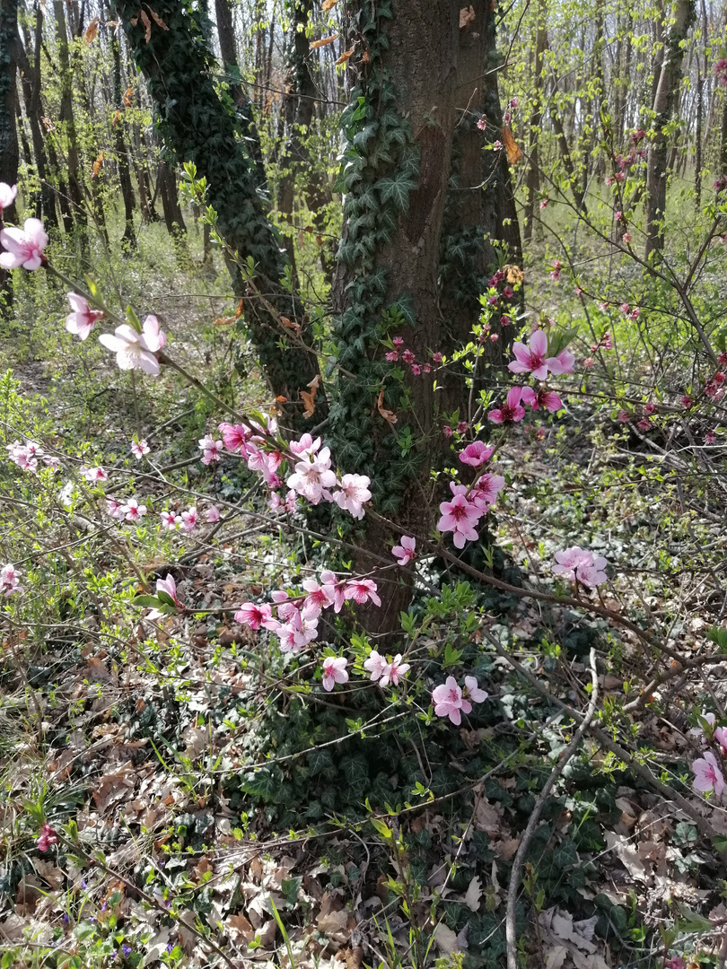 Frühling im Wald 