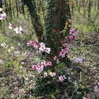 Frühling im Wald 