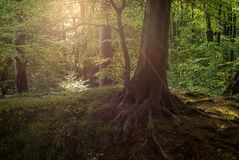 Frühling im Wald