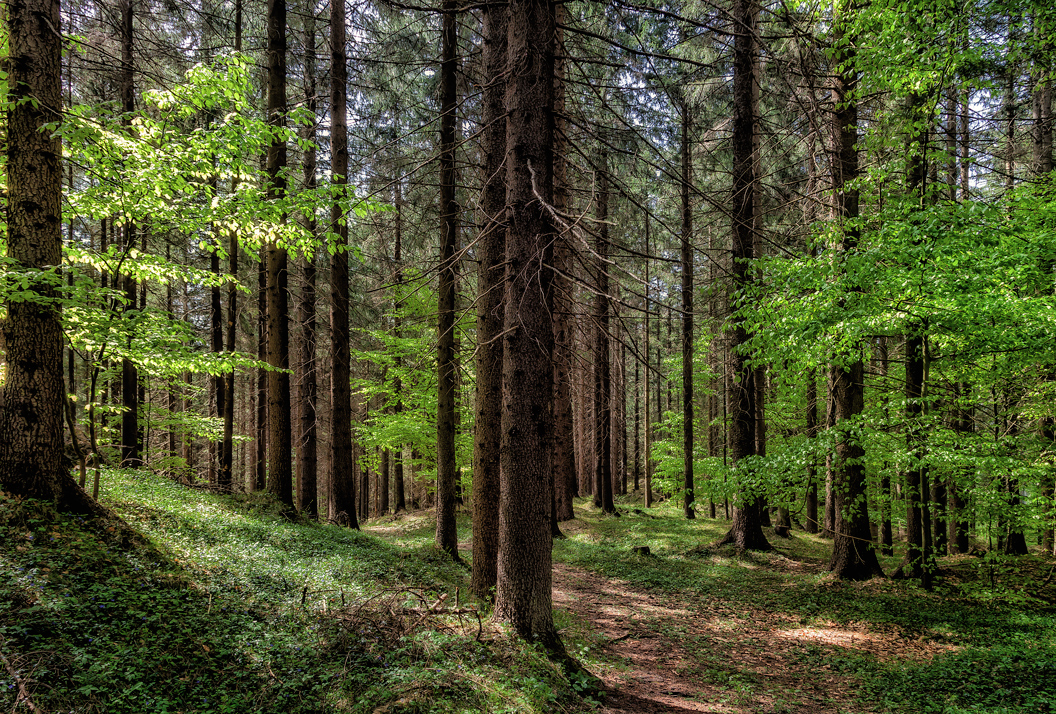 Frühling im Wald