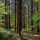 Frühling im Wald