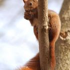 Frühling im Wald