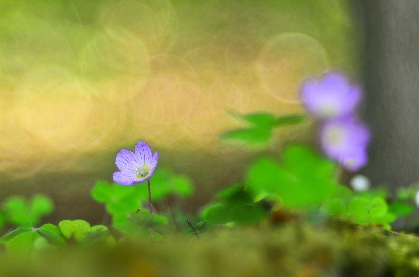 Frühling im Wald