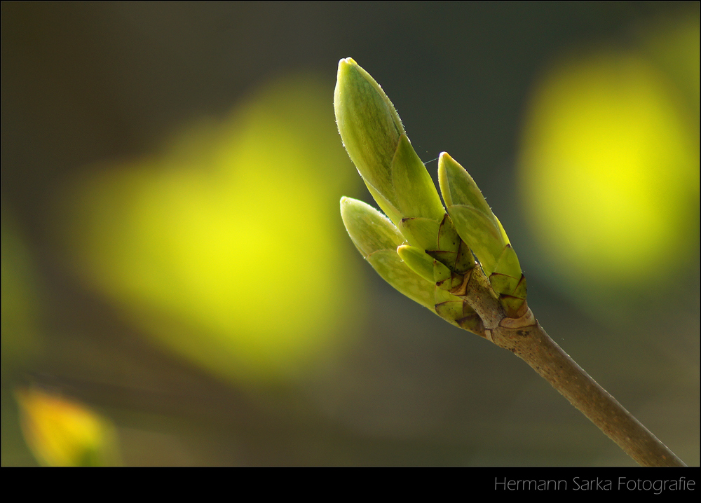 Frühling im Wald