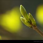 Frühling im Wald