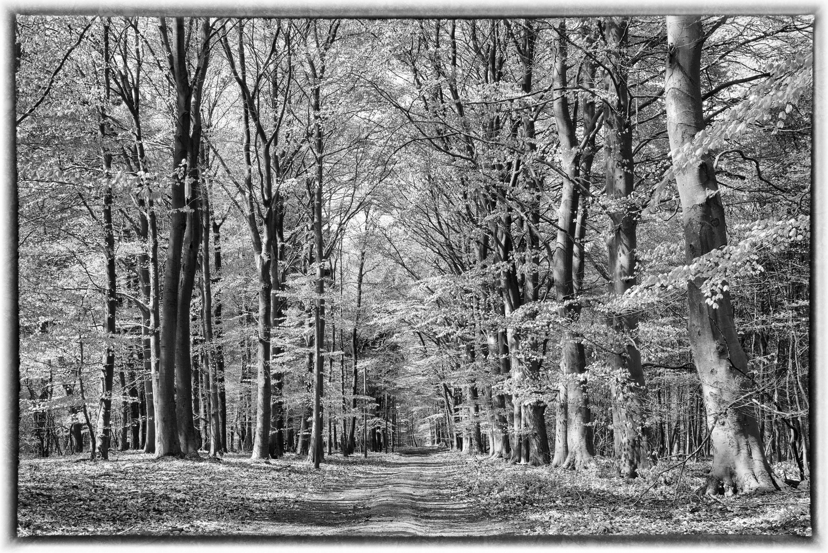 Frühling im Wald