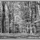 Frühling im Wald