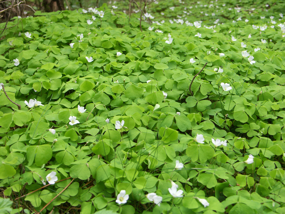 Frühling im Wald