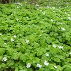 Frühling im Wald