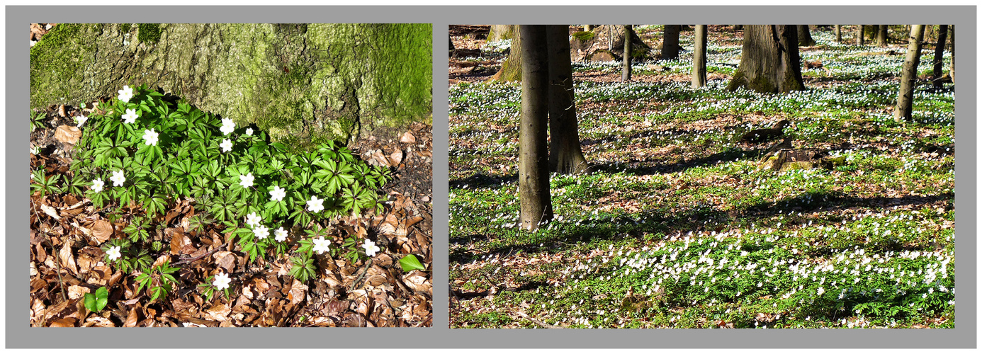 Frühling im Wald