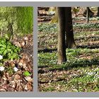 Frühling im Wald