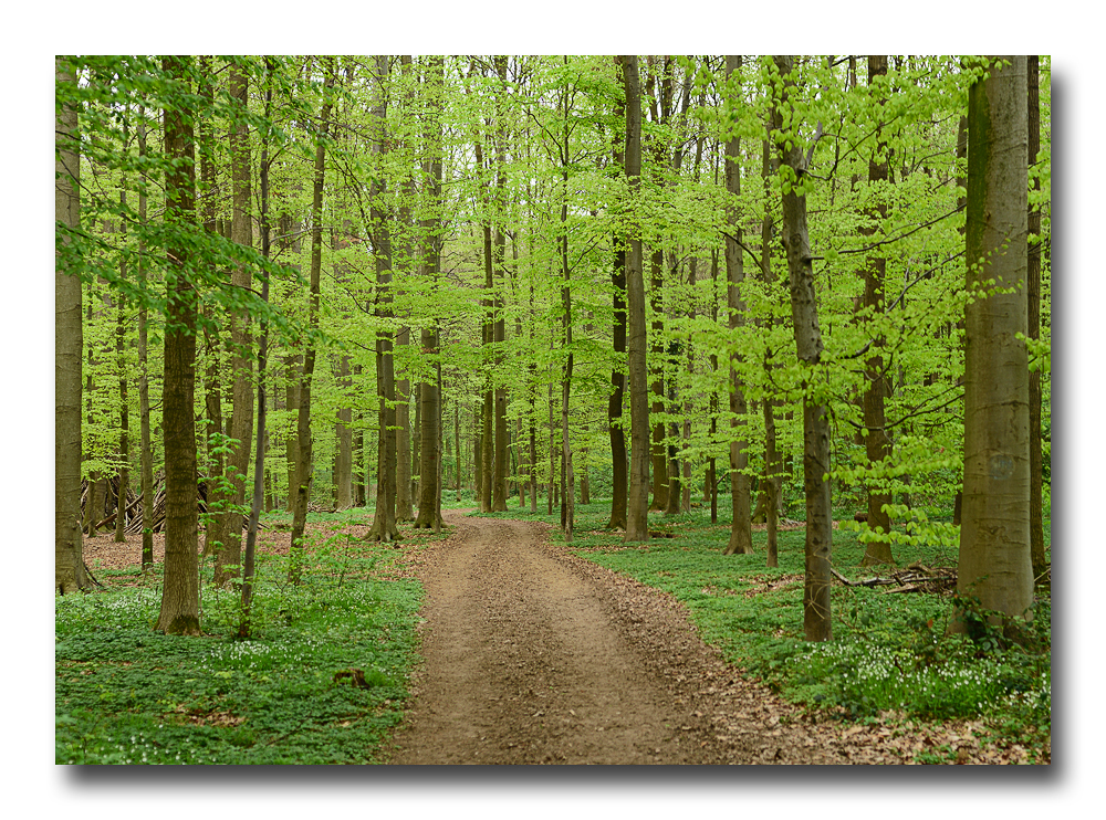 Frühling im Wald...