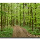 Frühling im Wald...