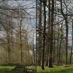 Frühling im Wald 