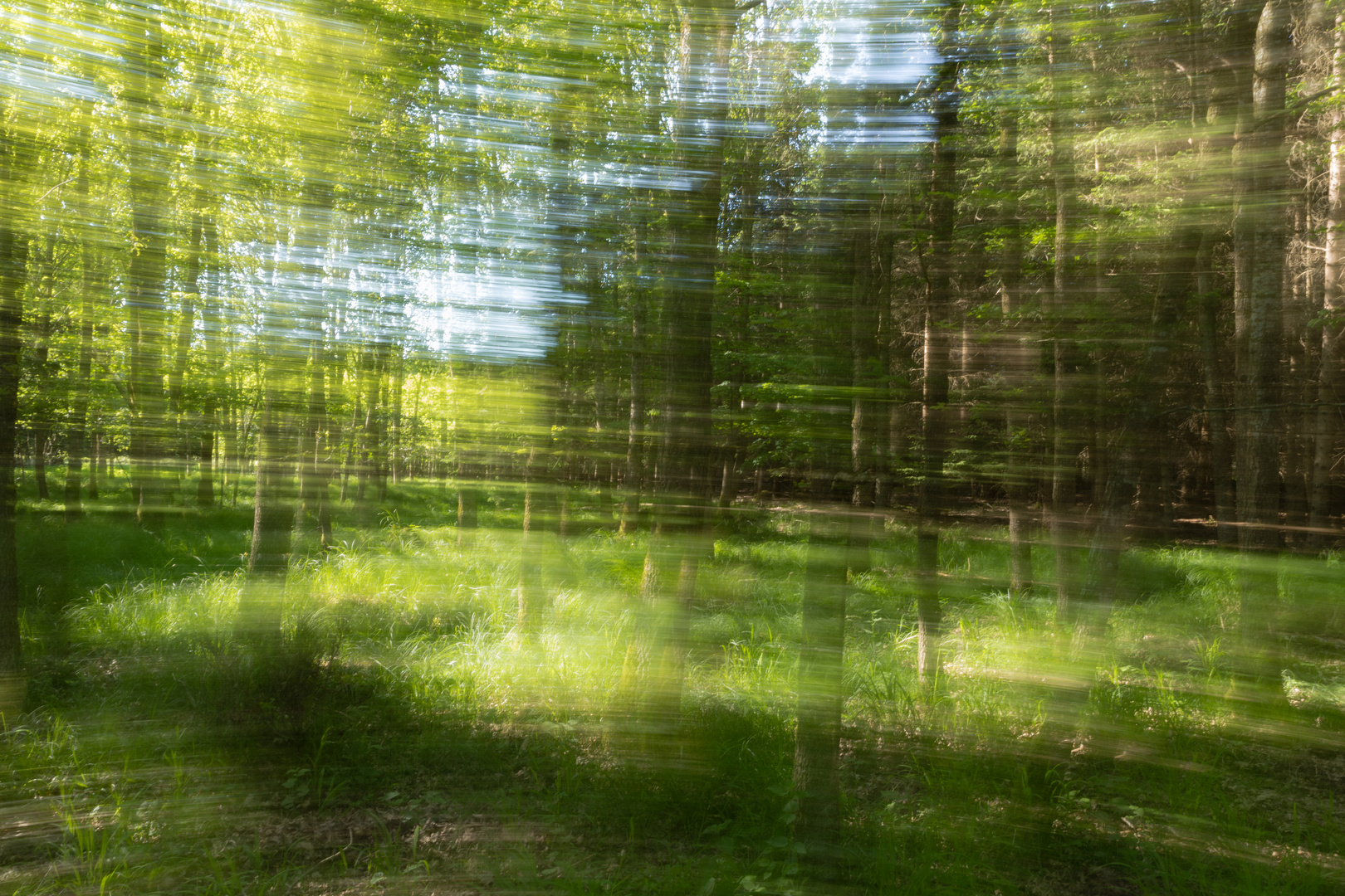 Frühling im Wald