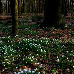 Frühling im Wald