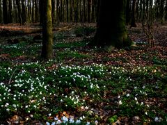 Frühling im Wald