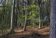 Frühling im Wald