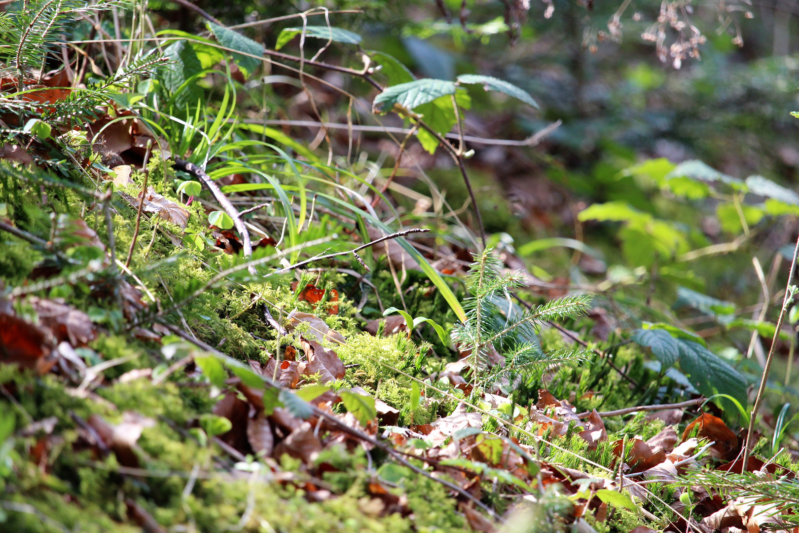 Frühling im Wald