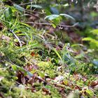 Frühling im Wald