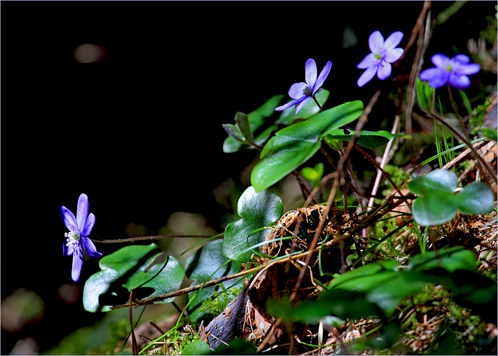 Frühling im Wald