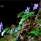 Frühling im Wald