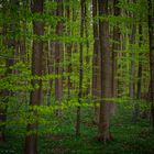 Frühling im Wald