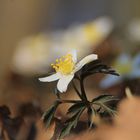 Frühling im Wald