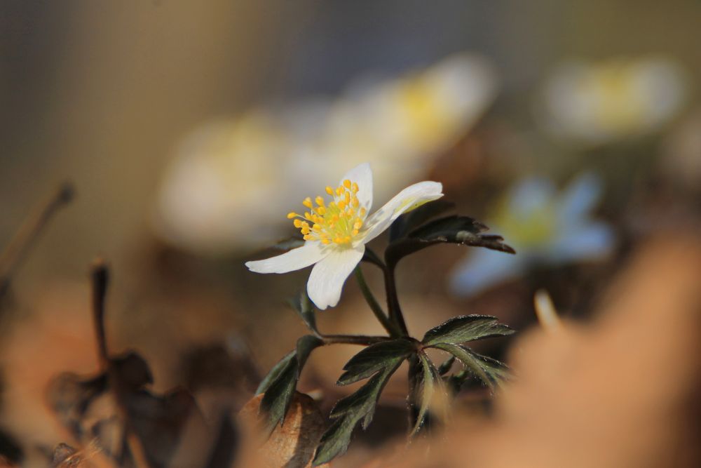 Frühling im Wald